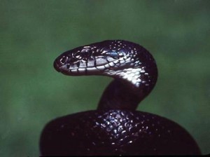 serpiente negra