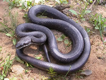 serpiente rata negra