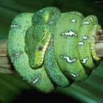 serpiente_verde