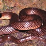 serpiente marron