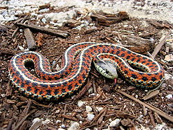serpiente anaranjada