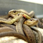 serpientes pequenas