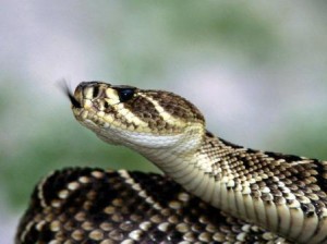 serpiente espalda de diamante