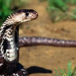 serpiente cobra