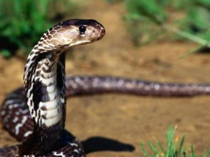serpiente cobra