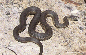 serpiente arena