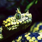 serpiente con cuernos