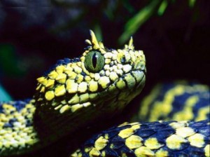 serpiente con cuernos
