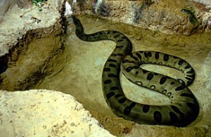 anaconda verde