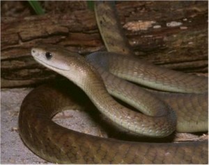 serpiente mamba negra