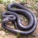 serpiente rata negra