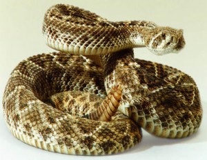 serpiente cascabel