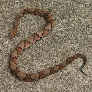serpiente copperhead
