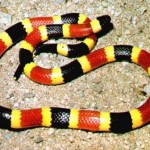 serpiente coral