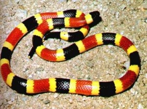 serpiente coral