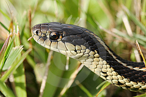 serpiente liga