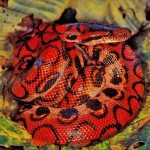 serpiente de maiz