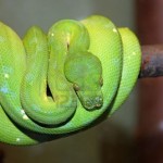 piton-verde