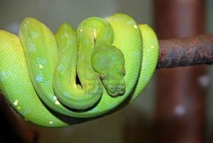 piton-verde