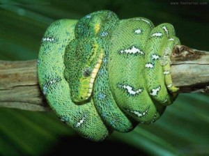 serpiente_verde