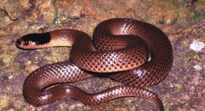 serpiente marron
