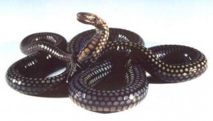 serpiente de adorno
