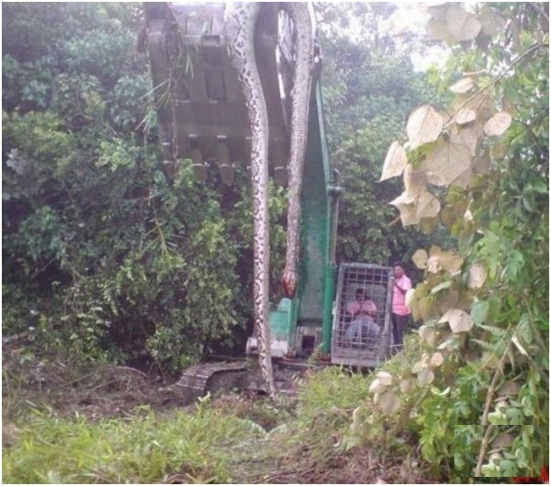 serpiente gigante